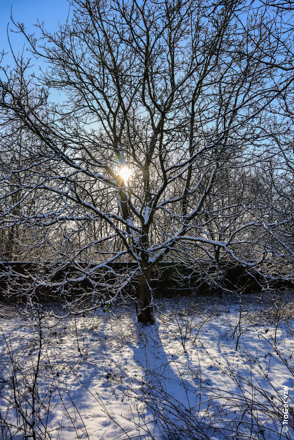 Sneeuw in de boomgaard